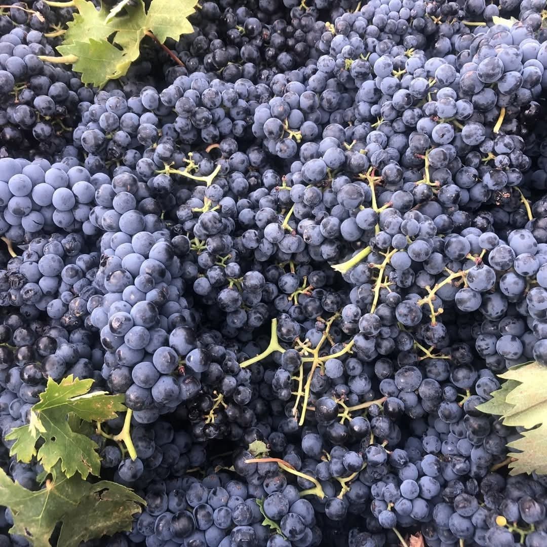 Vinas del Cenit Rojo Field Blend Tradicion
