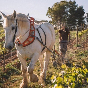 Vinateros Bravos Pipeno Itata Cinsault - Latitude Wine & Liquor Merchant