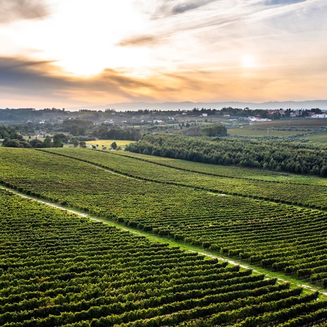 Vinha Maria Dao Reserva White - Latitude Wine & Liquor Merchant