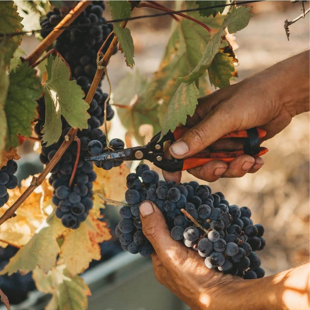 Vinha Maria Dao Reserva White - Latitude Wine & Liquor Merchant