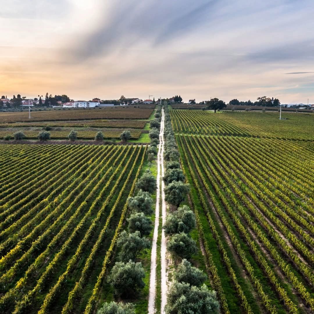 Vinha Maria Dao Reserva White - Latitude Wine & Liquor Merchant