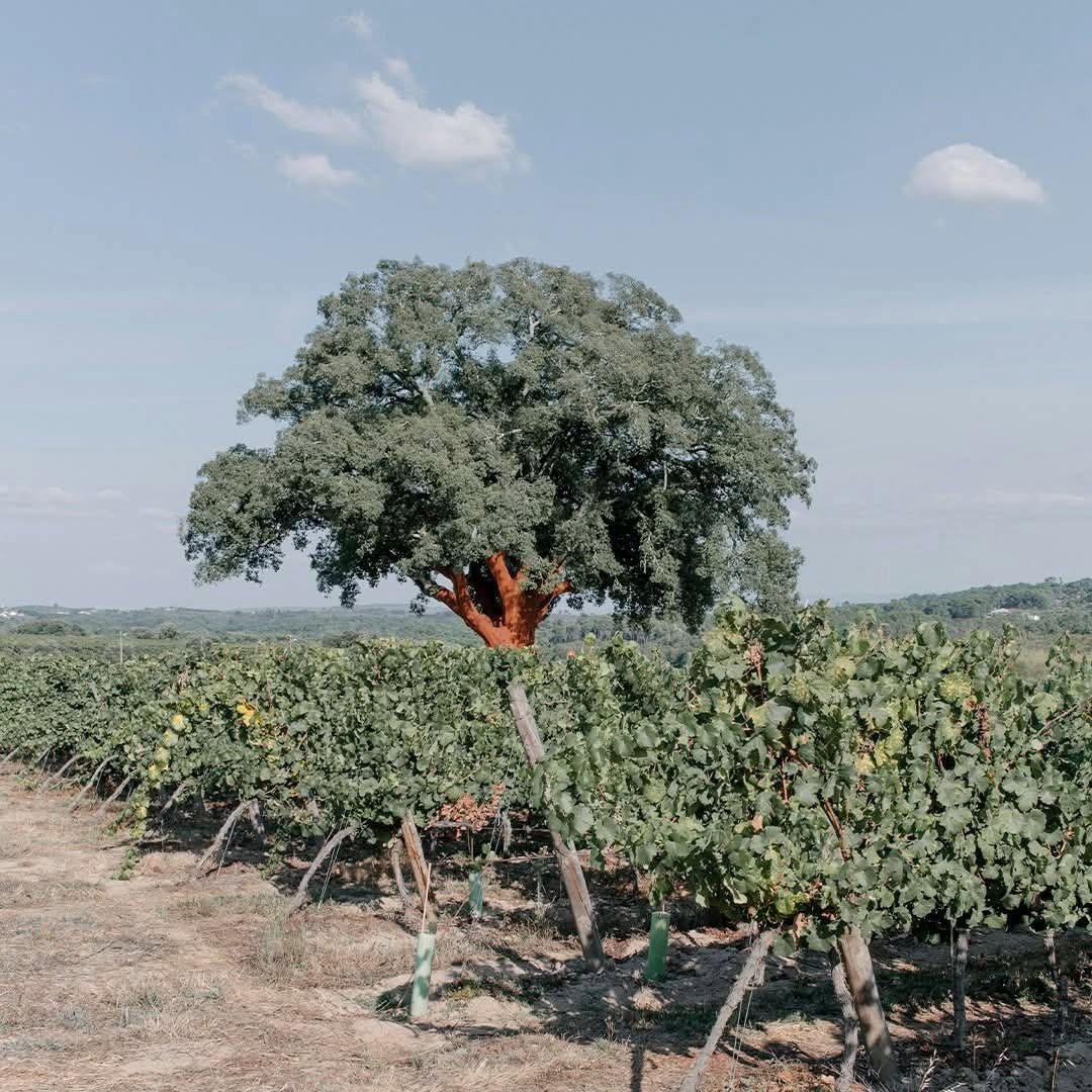 Vinha Maria Dao Reserva White - Latitude Wine & Liquor Merchant