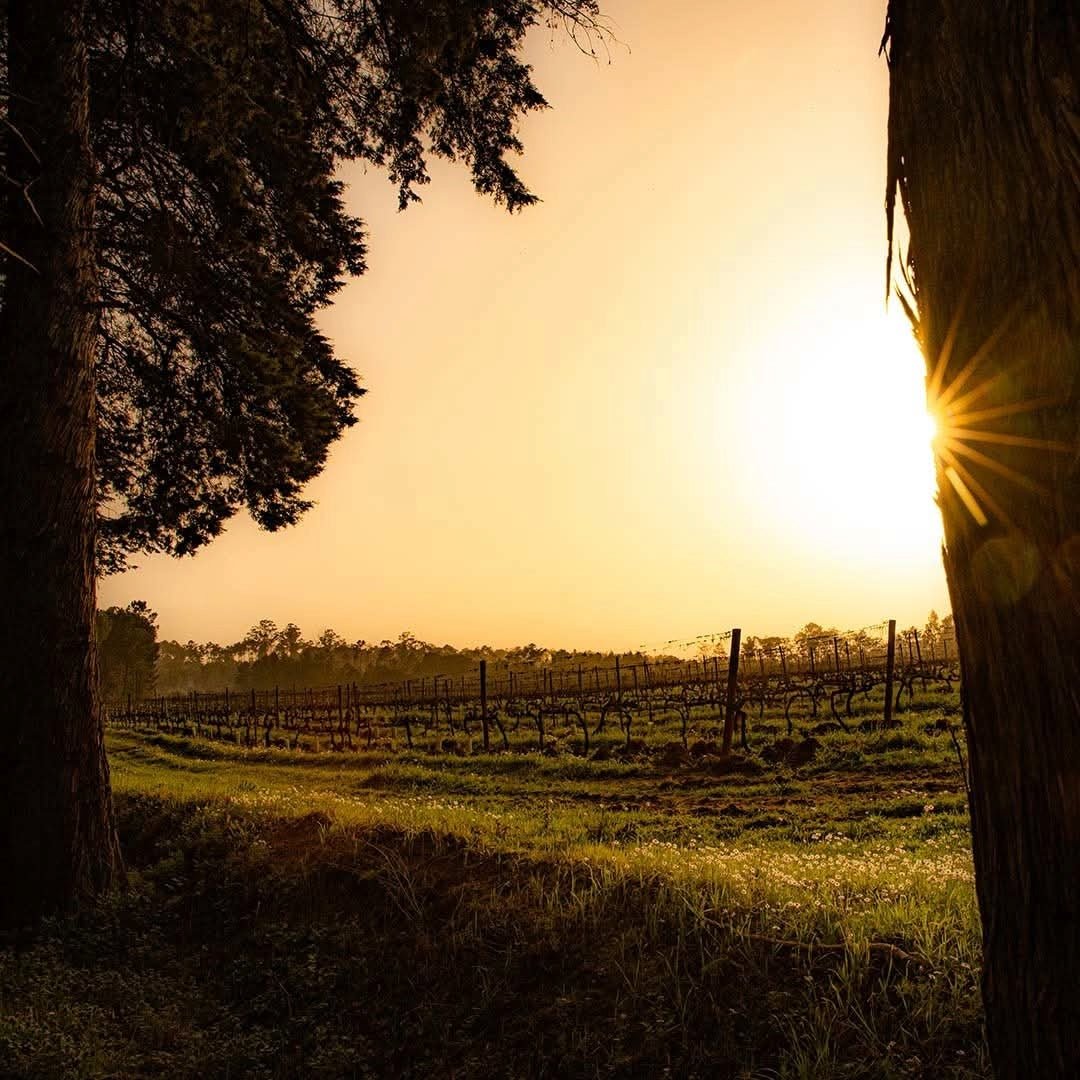 Vinha Maria Dao Reserva White - Latitude Wine & Liquor Merchant