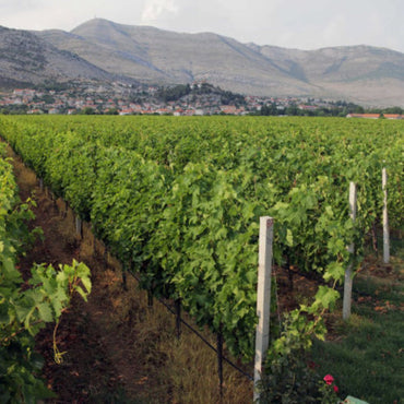 Vukoje Hercegovacki Vranac - Latitude Wine & Liquor Merchant