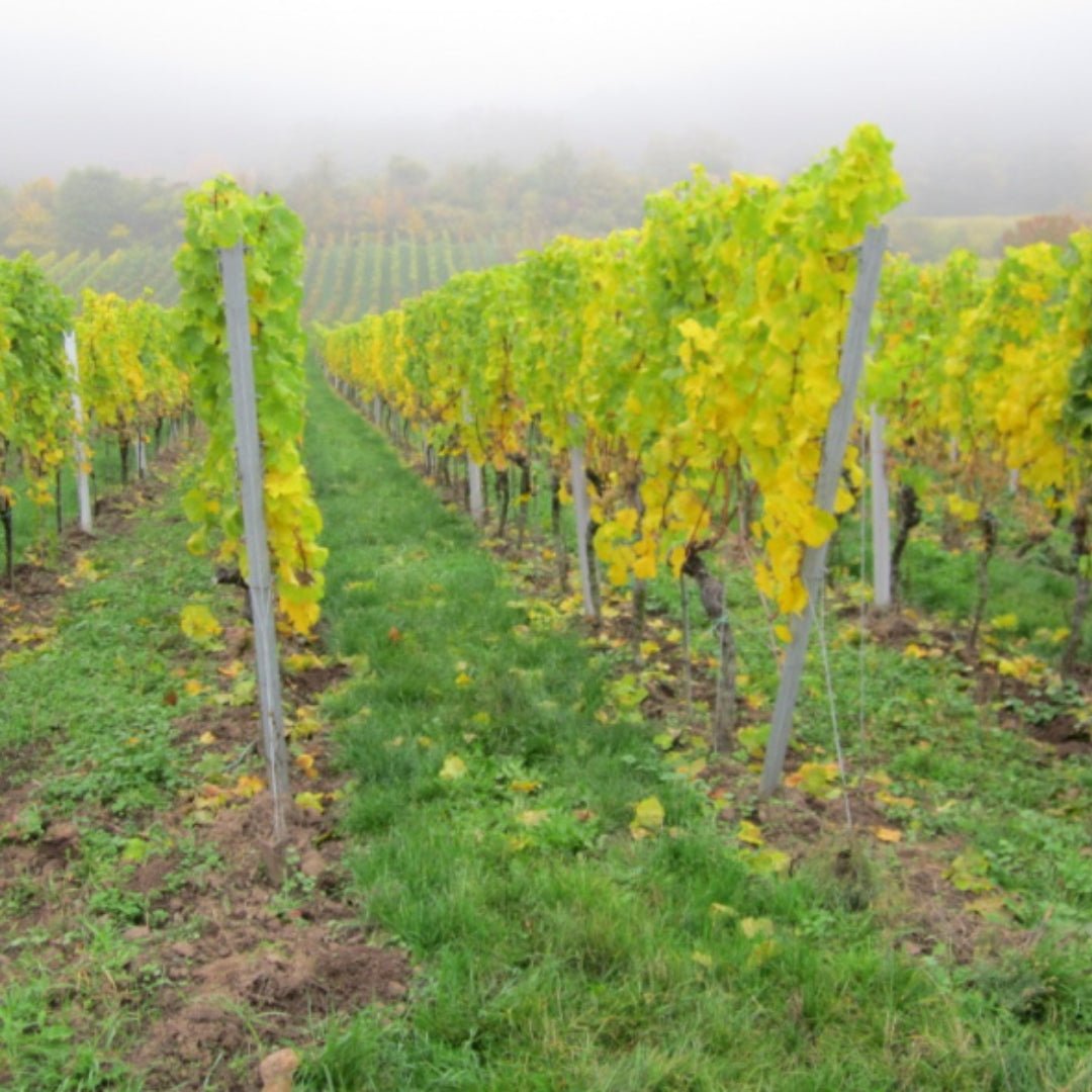 Walt Lo Non-Alcoholic Riesling