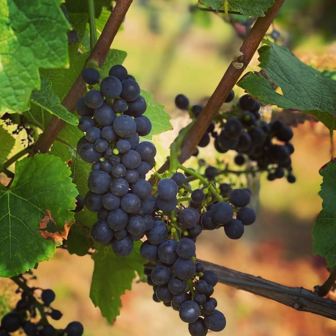 Weingut Fritz Wassmer Spatburgunder - Latitude Wine & Liquor Merchant