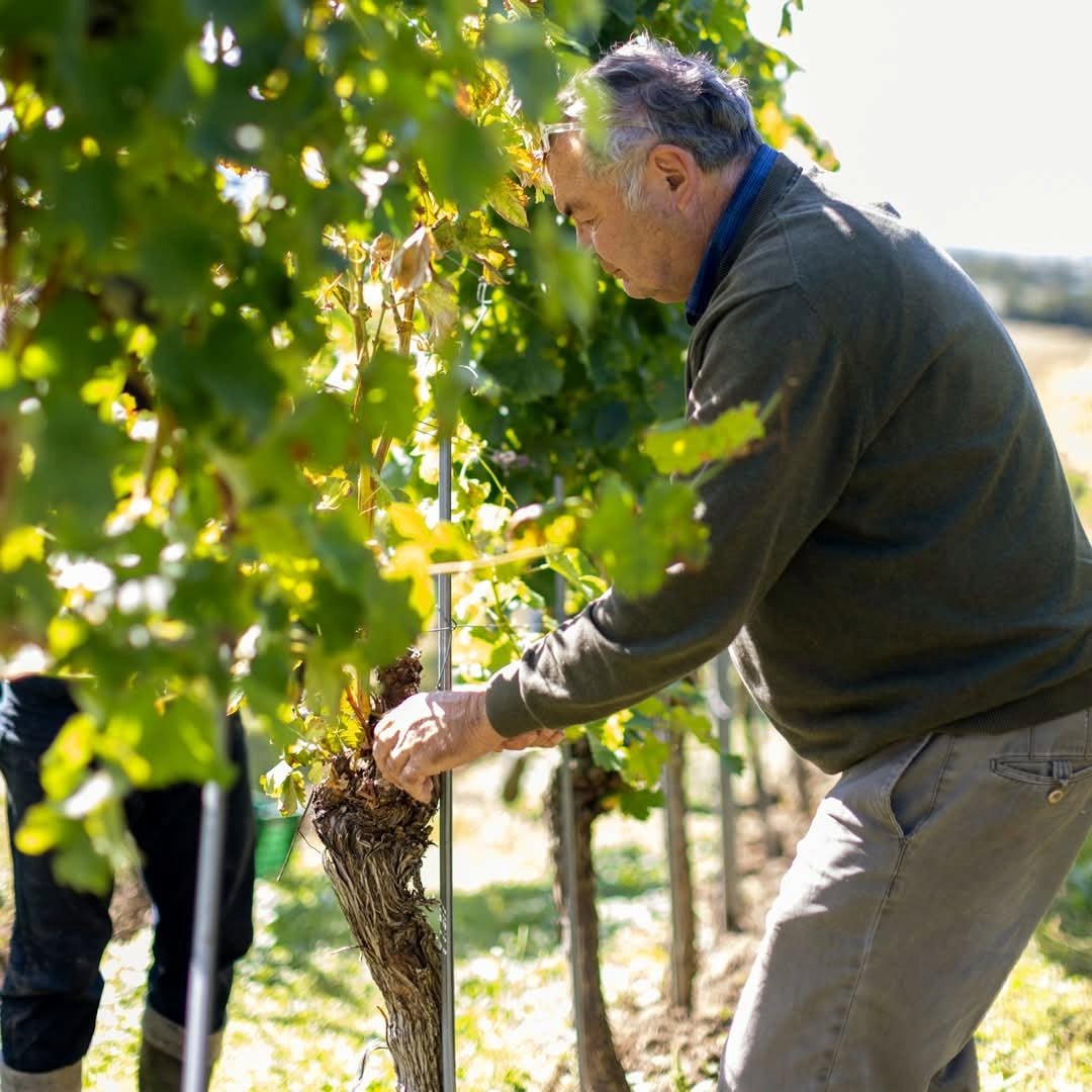 Weingut Fritz Wassmer Spatburgunder - Latitude Wine & Liquor Merchant