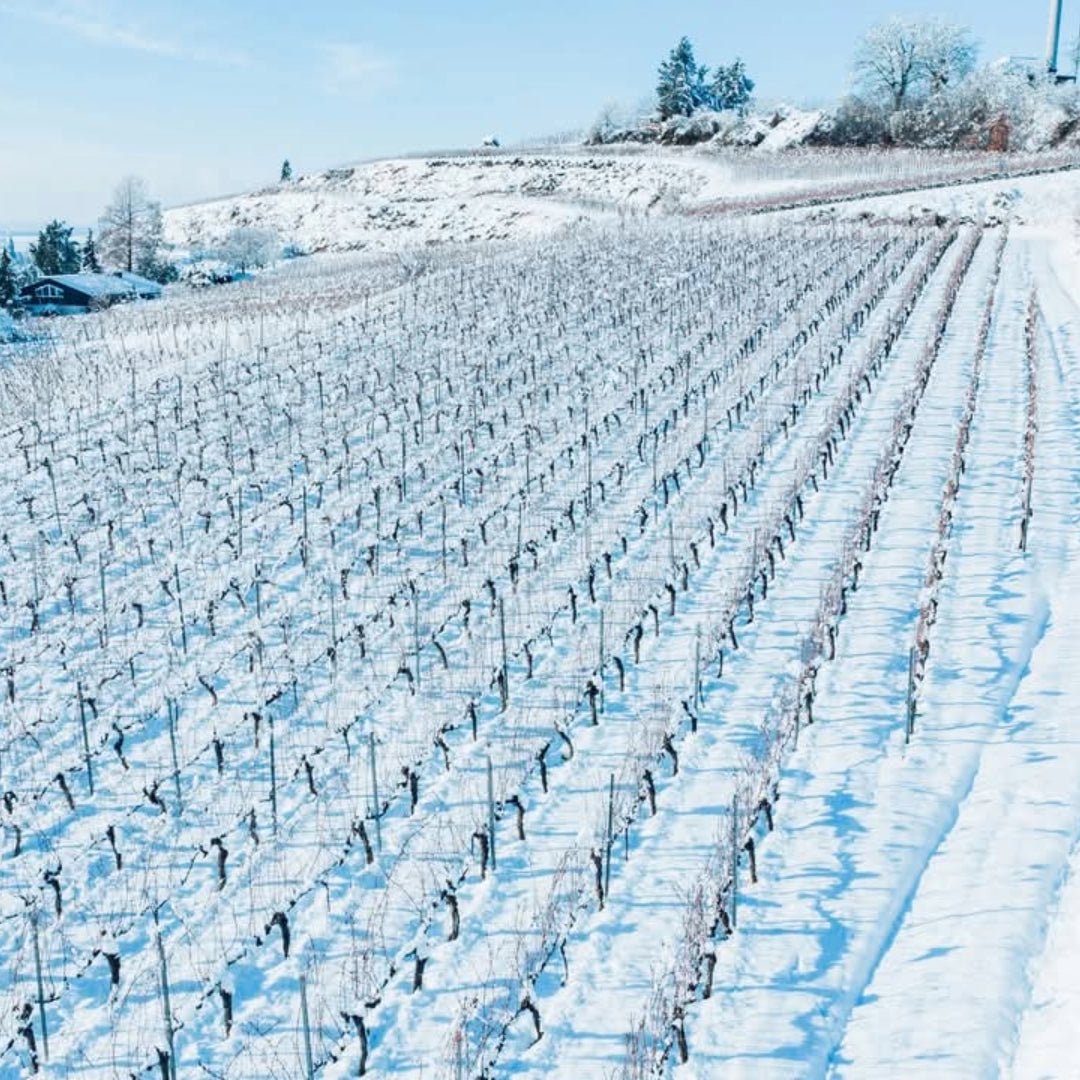 Weingut Fritz Wassmer Spatburgunder - Latitude Wine & Liquor Merchant