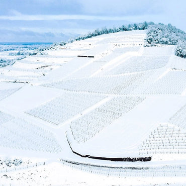 Weingut Fritz Wassmer Spatburgunder - Latitude Wine & Liquor Merchant
