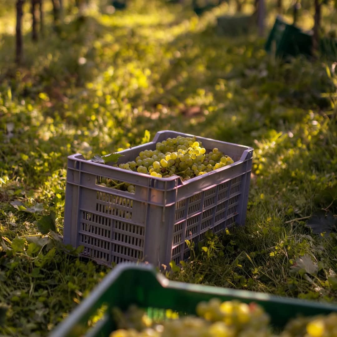 Weingut Fritz Wassmer Spatburgunder - Latitude Wine & Liquor Merchant