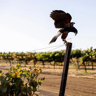 Wente Bailey Hill Central Coast Pinot Noir - Latitude Wine & Liquor Merchant