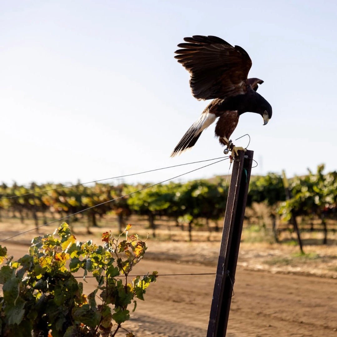 Wente Vineyards Morning Fog Chardonnay - Latitude Wine & Liquor Merchant