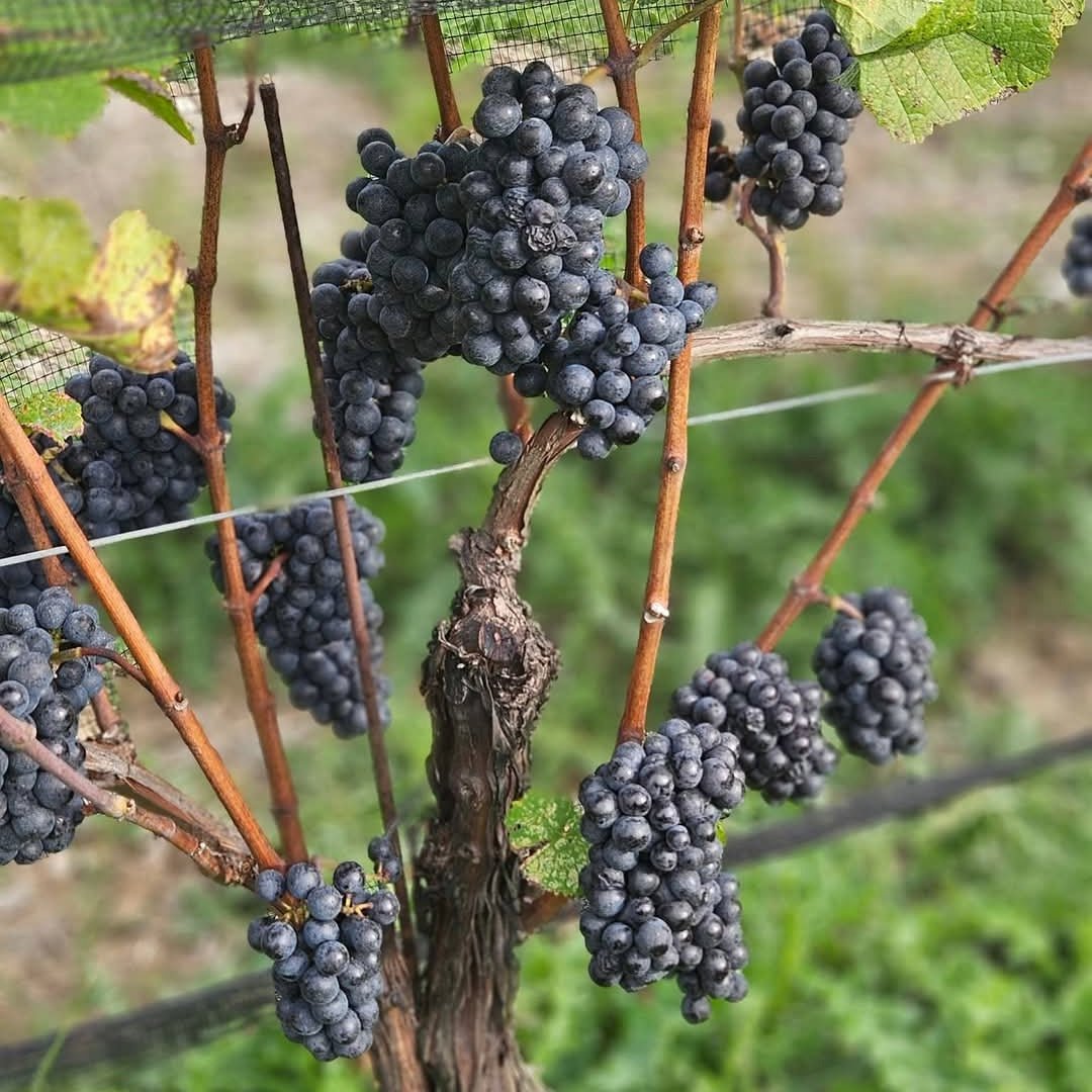 Westcott Vineyards Pinot Noir - Latitude Wine & Liquor Merchant