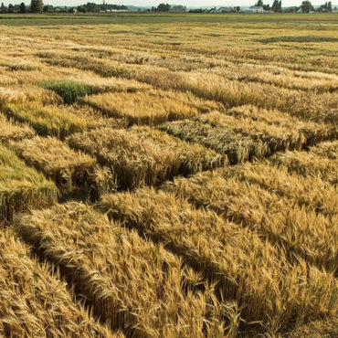 Westland Flagship American Single Malt - Latitude Wine & Liquor Merchant