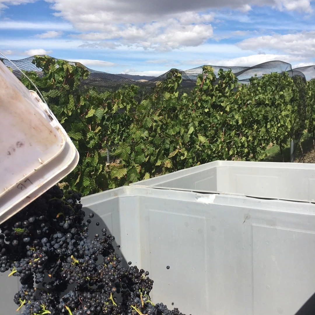 Wild Earth Pinot Noir - Latitude Wine & Liquor Merchant