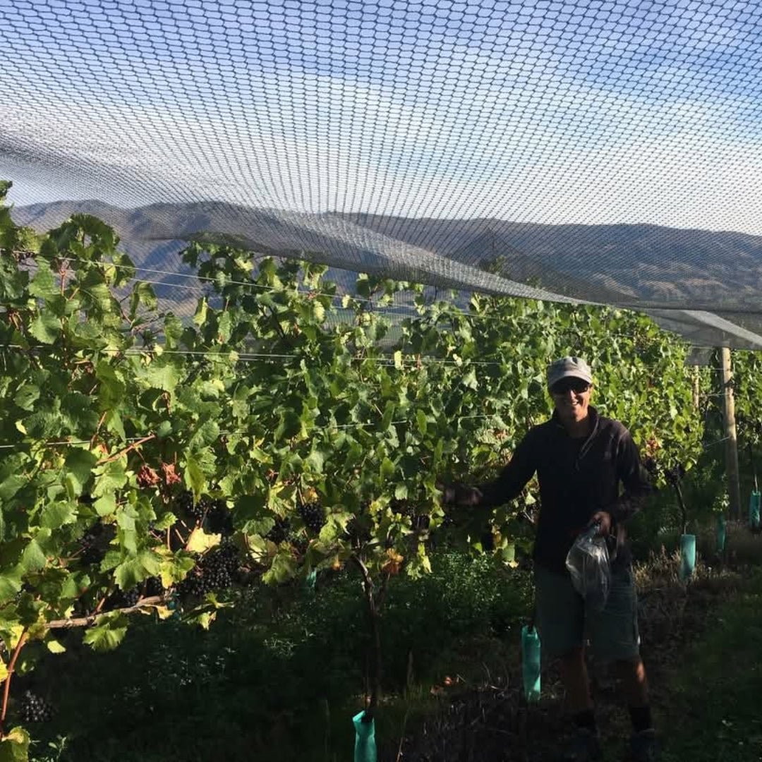 Wild Earth Pinot Noir - Latitude Wine & Liquor Merchant