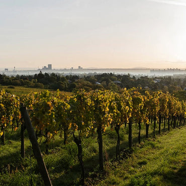 Zahel Ried Preussen Nussberg Riesling - Latitude Wine & Liquor Merchant