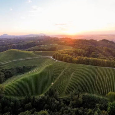 Zavec Brothers Barrel Fermented Furmint - Latitude Wine & Liquor Merchant