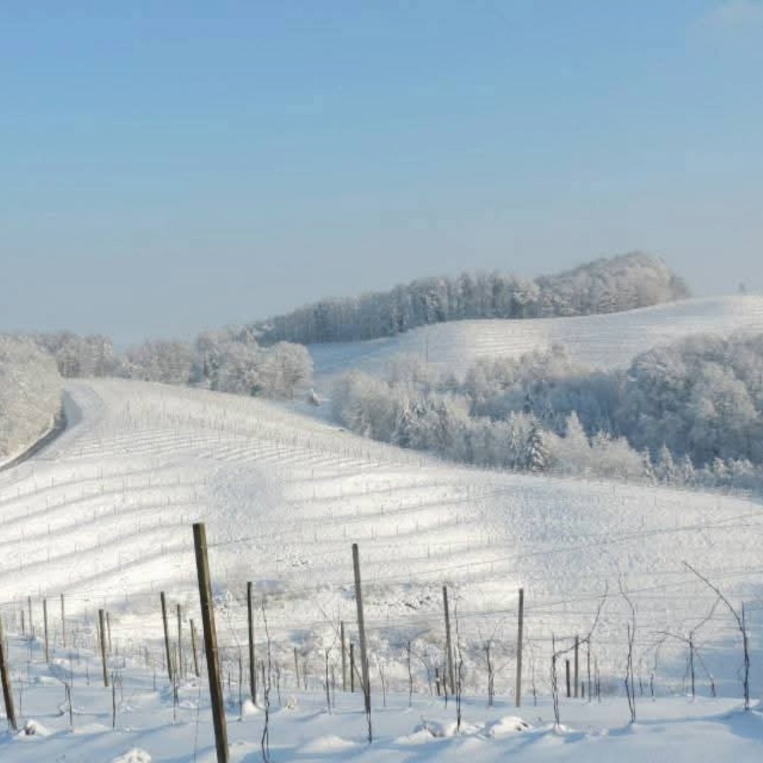Zavec Brothers Barrel Fermented Furmint