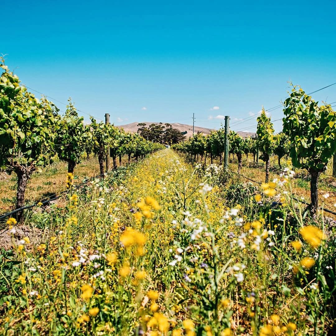 Zephyr Sauvignon Blanc - Latitude Wine & Liquor Merchant