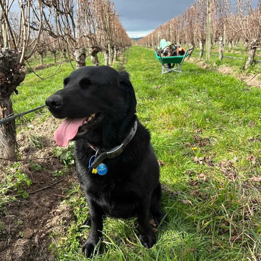 Zephyr Sauvignon Blanc - Latitude Wine & Liquor Merchant