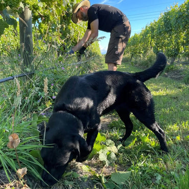 Zephyr Sauvignon Blanc - Latitude Wine & Liquor Merchant