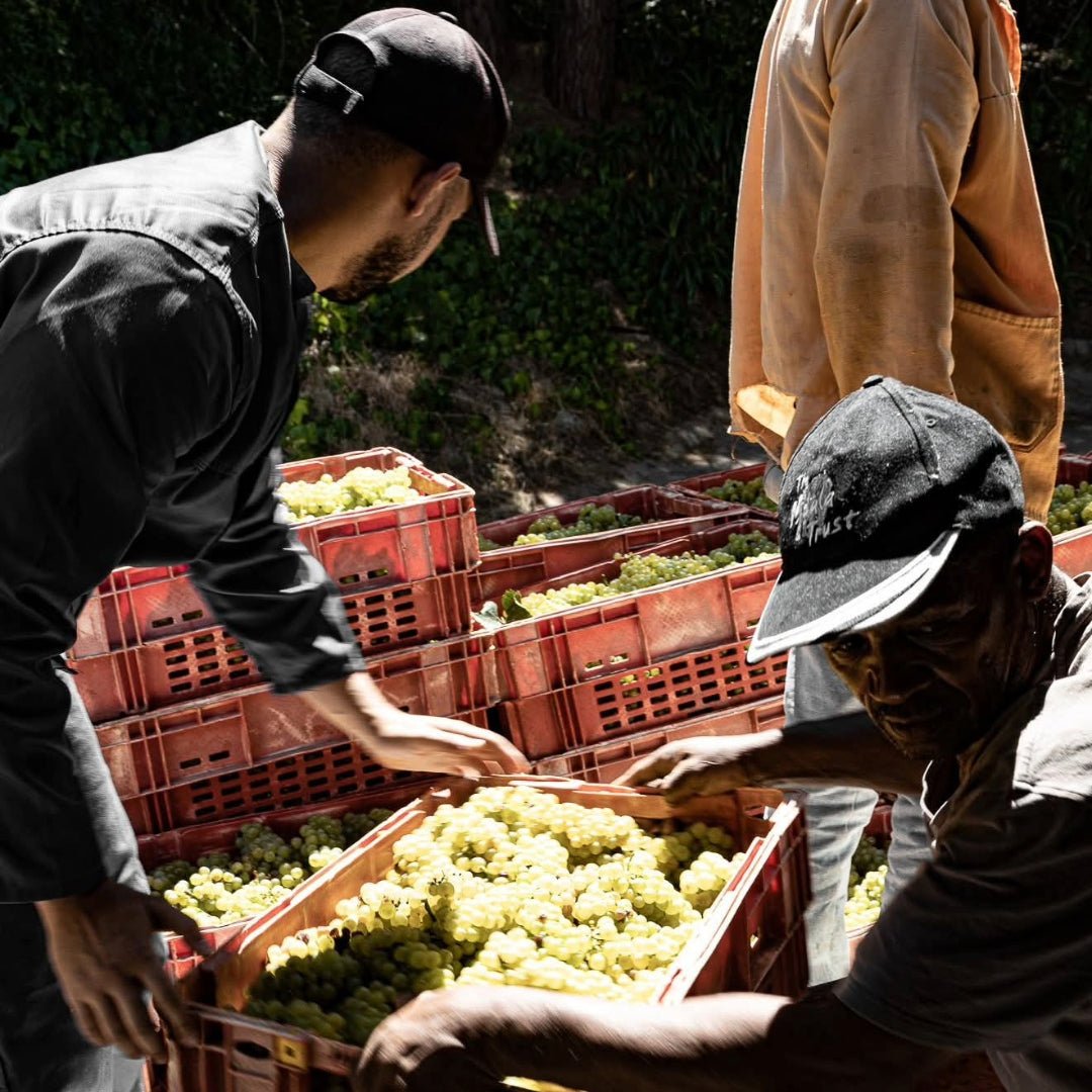 Zevenwacht Chenin Blanc - Latitude Wine & Liquor Merchant