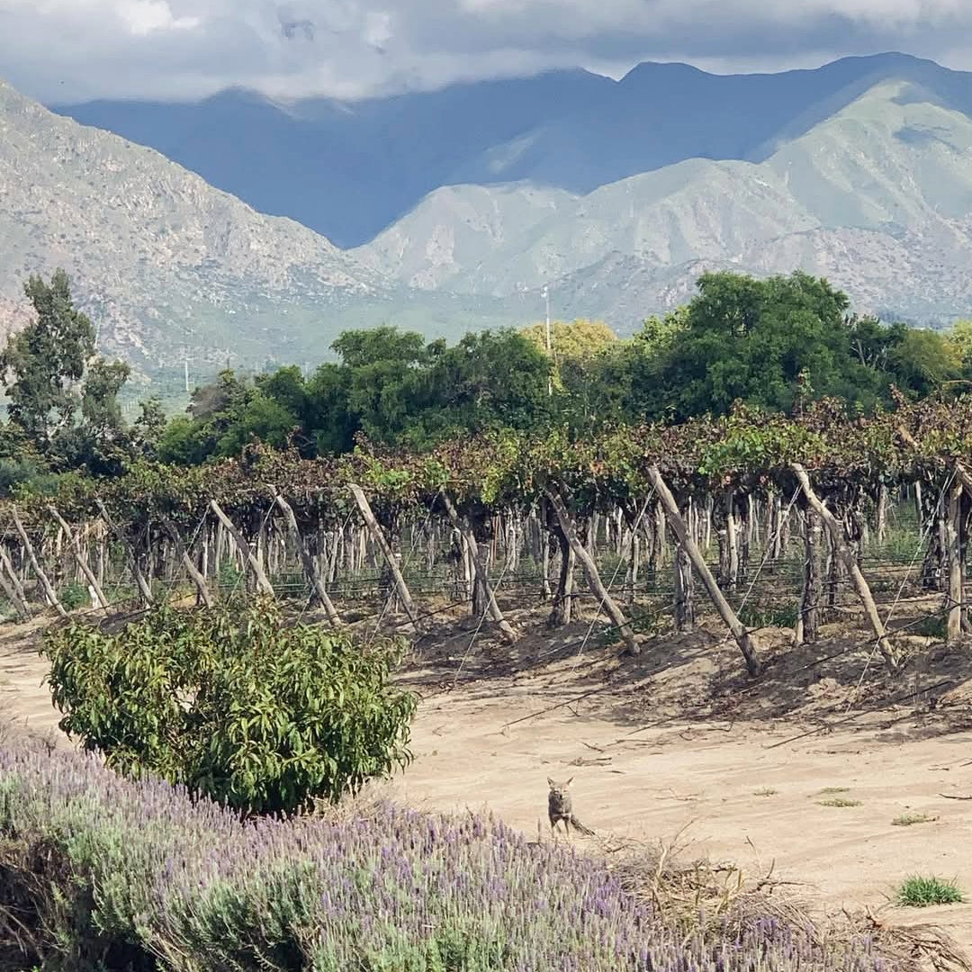 El Porvenir Amauta Tannat
