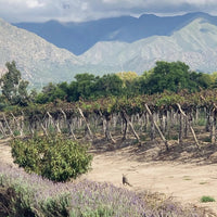 El Porvenir Amauta Tannat