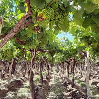 El Porvenir Amauta Tannat
