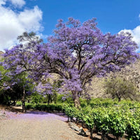 El Porvenir Amauta Tannat