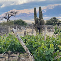 El Porvenir Amauta Tannat