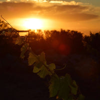 Altos Las Hormigas Jardin De Hormigas 'Meteora' Malbec
