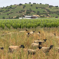 Amayna Cote d'Mar Syrah