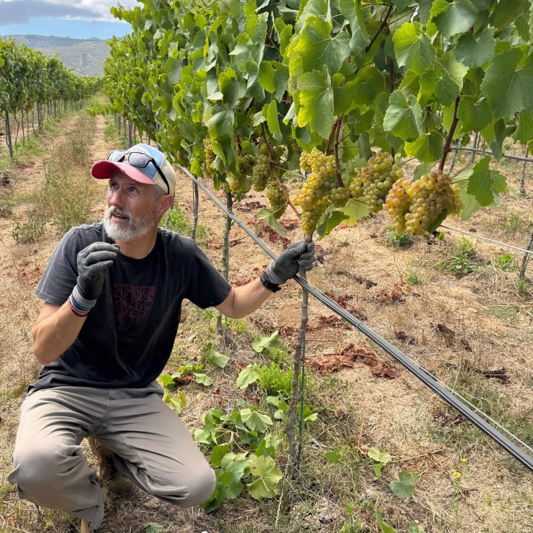 Amayna Cote d'Mar Syrah
