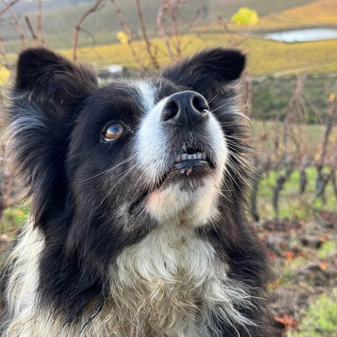 Amayna Cote d'Mar Syrah