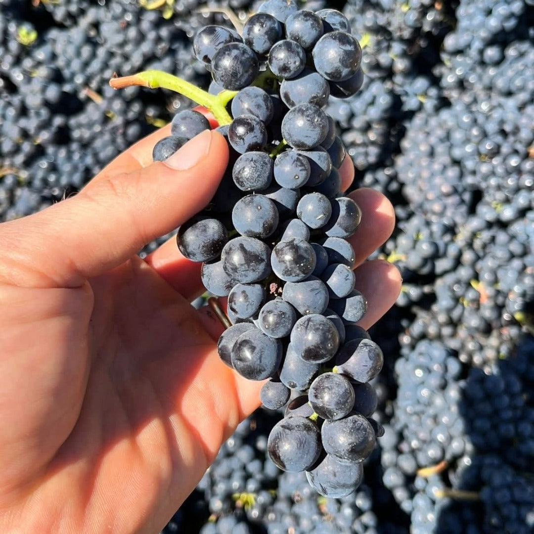 Amayna Cote d'Mar Syrah