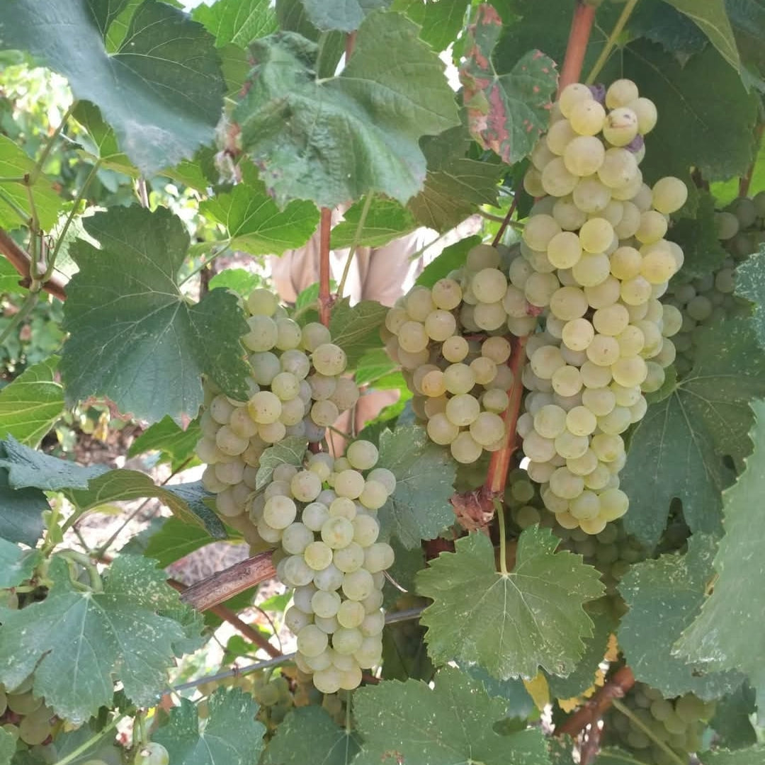 Tenuta Aquilaia Maremma Ciliegiolo
