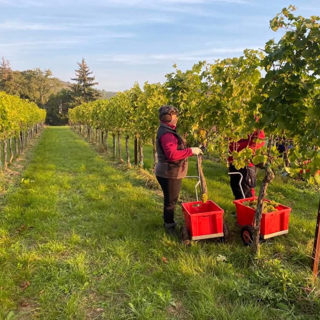 Barbara Ohlzelt Verjus Spritz