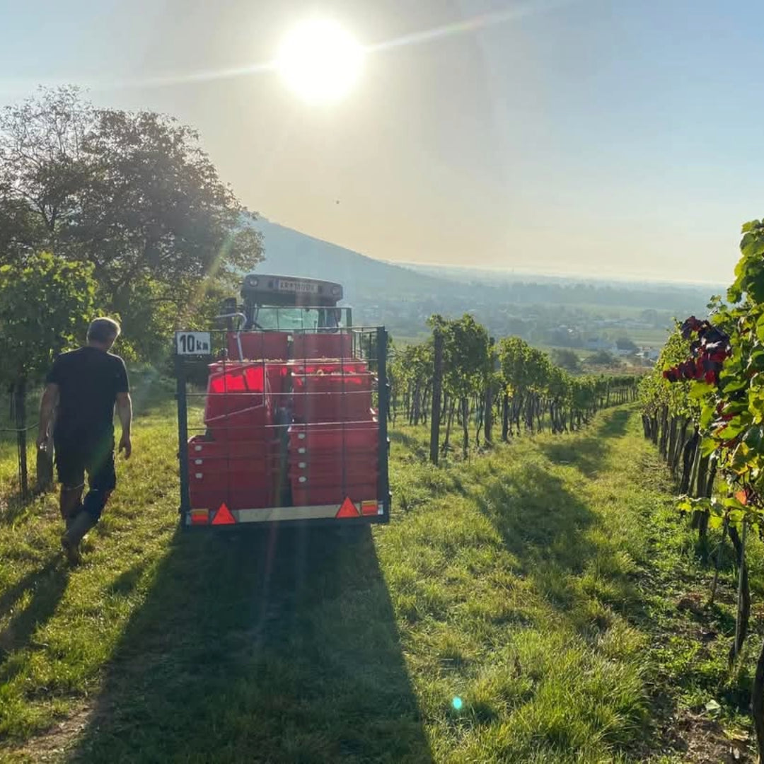 Barbara Ohlzelt Verjus Spritz