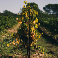 Bargemone Bisous Vin De France Petillant Natural