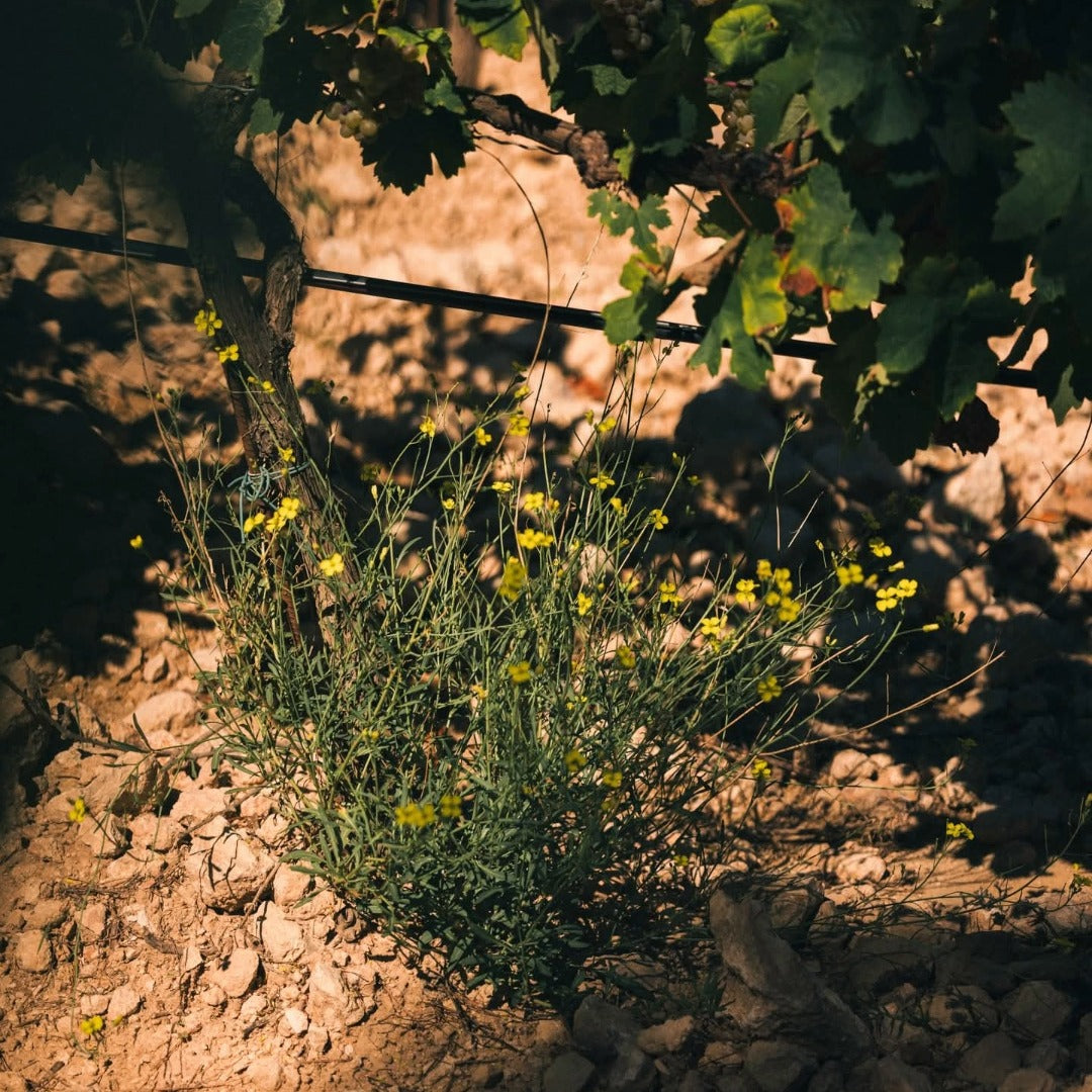 Bargemone Bisous Vin De France Petillant Natural