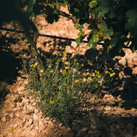 Bargemone Bisous Vin De France Petillant Natural