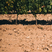 Bargemone Bisous Vin De France Petillant Natural