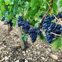 Chateau Leoville Barton Cru Classe Saint-Julien