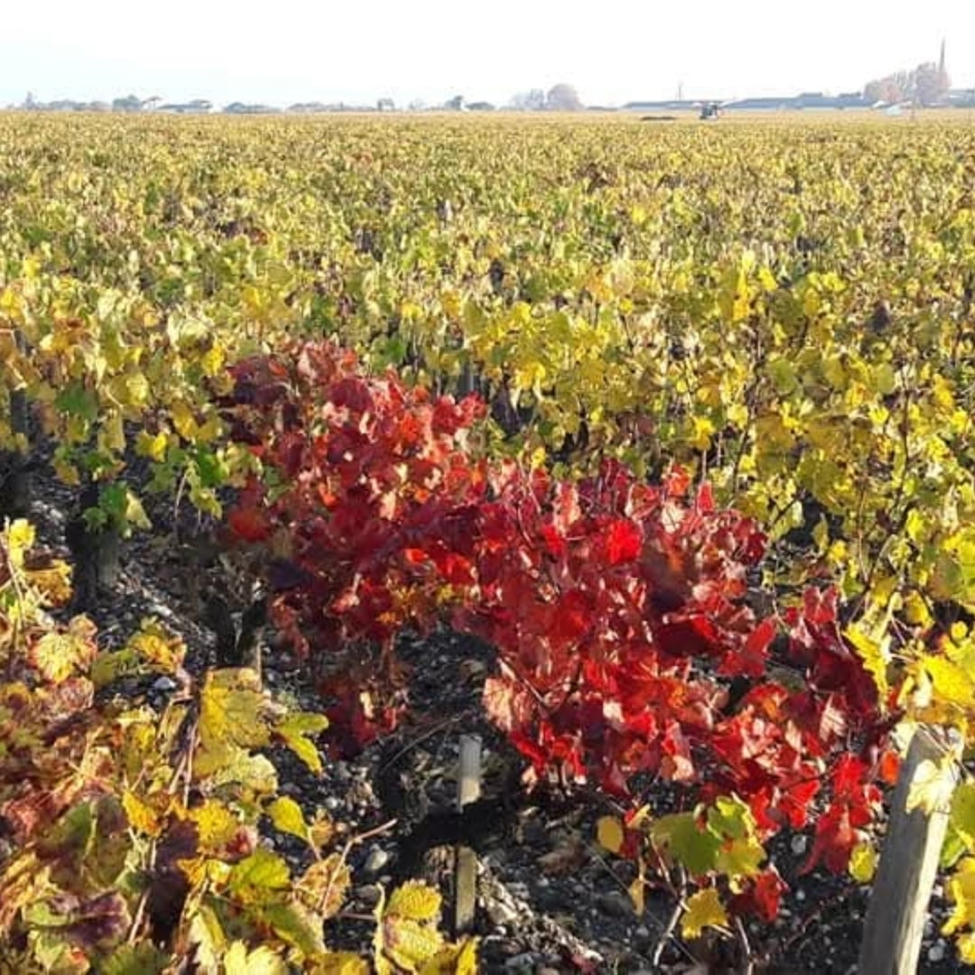 Chateau Leoville Barton Cru Classe Saint-Julien