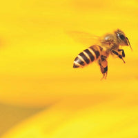 Beesou Bitter Honey Aperitif