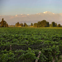 Benegas Estate Finca Libertad Single Vineyard Sangiovese