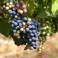 Benegas Estate Finca Libertad Single Vineyard Sangiovese