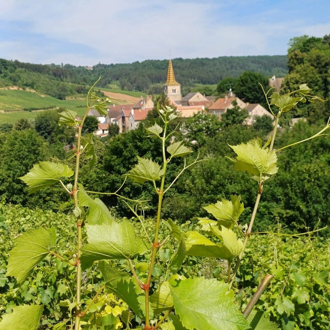 Domaine Berthelemot Pommard Village